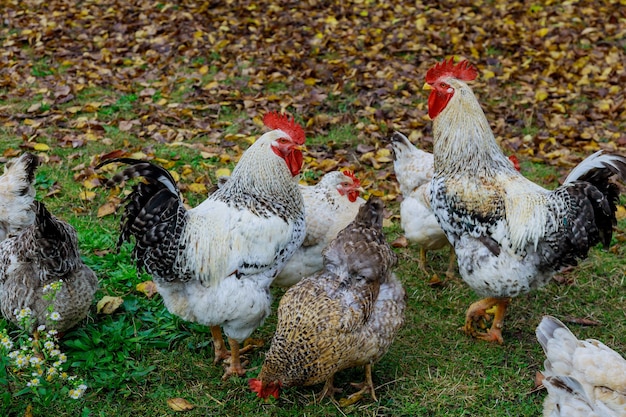 Hahn und Hühner, die auf Nutztieren des grünen Grases gehen