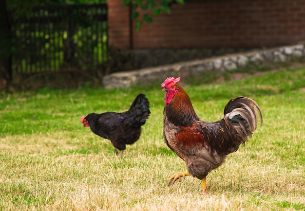 Hahn und Hühner grasen auf dem Gras