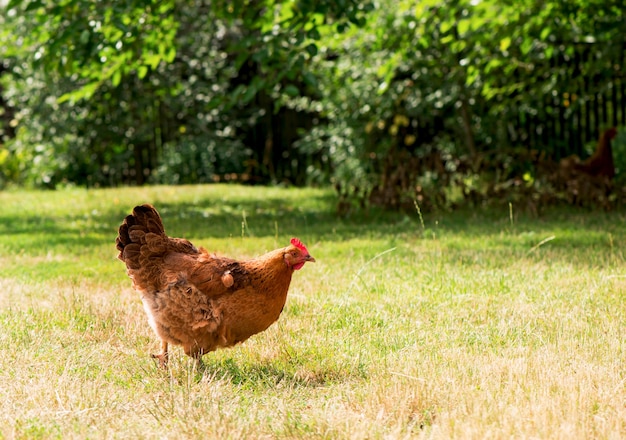 Hahn und Hühner grasen auf dem Gras