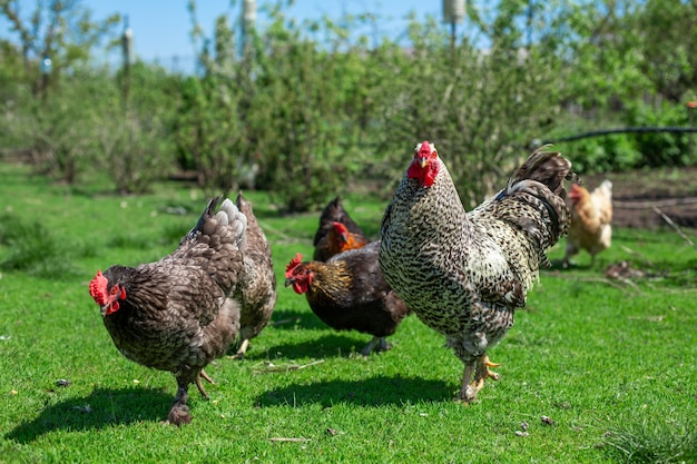 Hahn und Hühner grasen auf dem grünen Gras