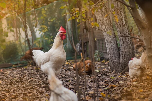 Hahn und Hühner sind zu Fuß außerhalb Freilandhühner im Hinterhof auf einem gelben Gras Hühner im bunten Herbst Hintergrund Herbstlandschaft mit Hühnern