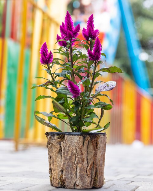 Hahnenkamm, Celosia im Holztopf