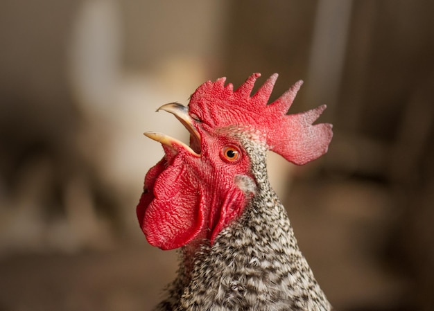 Hahnhuhn Hahnenschrei Krähender Hahn im Hof