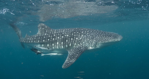 Hai schwimmt im Meer