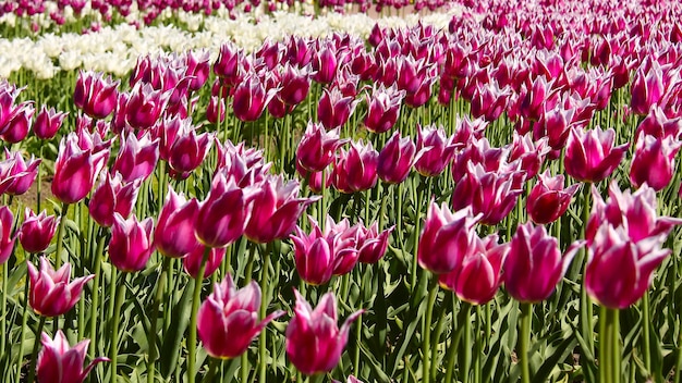 Hain mit burgunderroten Tulpen