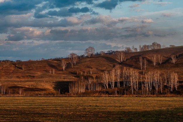 Hain von bloßen Birken- oder Espenbäumen in der Herbstlandschaft des Chuysky-Trakts