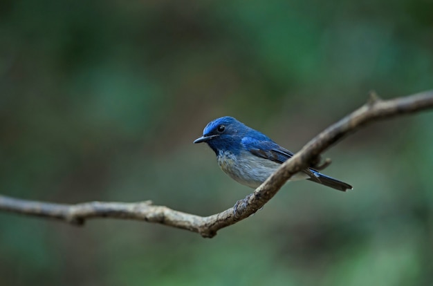 Hainan blauer Fliegenschnäpper (Cyornis hainanus)