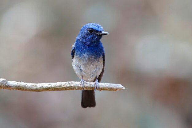 Hainan Blue Flycatcher Cyornis Hainanus Schöne männliche Vögel von Thailand