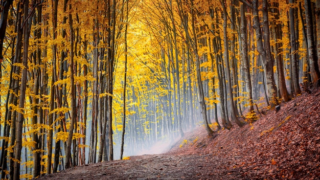 Hainbuche Herbstwald und Feldweg auf einem Berghang.