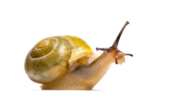 Hainschnecke oder Braunlippenschnecke, Cepaea nemoralis, vor weißer Oberfläche