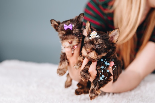 Hairpin Lilac Bow e Cupcake Man segura dois filhotes de yorkshire terrier nas mãos