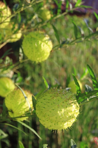 Hairy Balls Wolfsmilchpflanze oder Gomphocarpus physocarpus