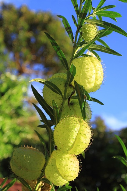 Hairy Balls Wolfsmilchpflanze oder Gomphocarpus physocarpus