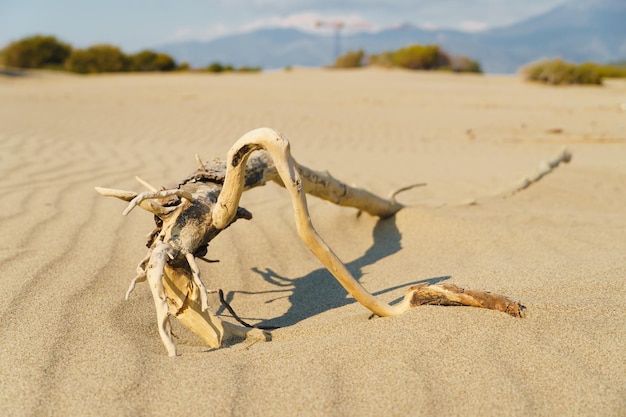 Foto haken toter bäume liegen auf sanddünen in der wüste trockenes klima, globale erwärmung und ende des lebens