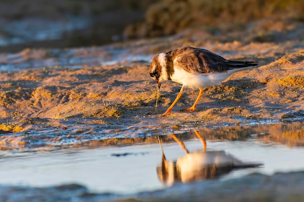 Halbhandregenpfeifer oder Charadrius semipalmatus auf Nahrungssuche