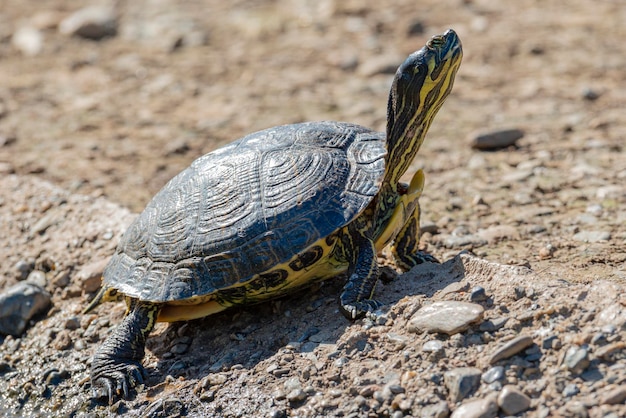 Halbinsel Cooter Pseudemys Peninsularis Malaga Spanien