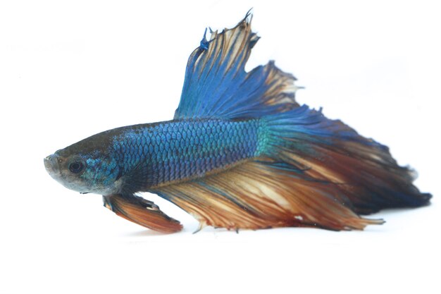 Halbmond Betta Blue Kampffisch