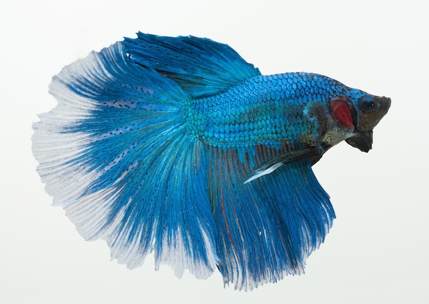 Halbmond-Betta-Fisch, siamesischer Kampffisch, betta splendens