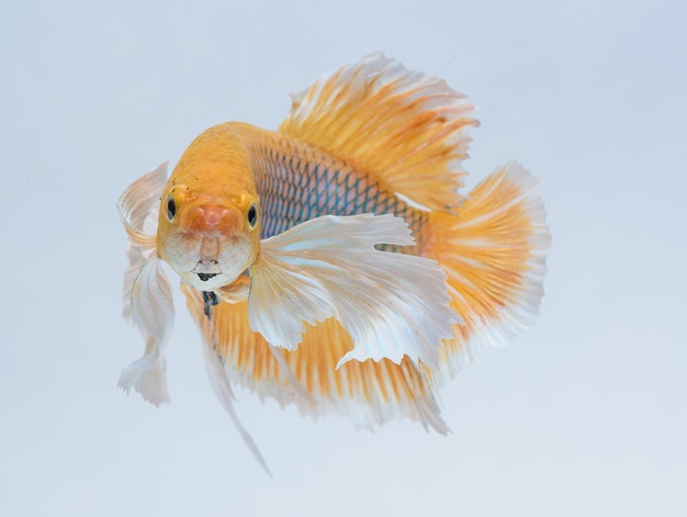 Foto halbmond betta fisch, siamesischer kampffisch, erfassung der bewegung von fischen, abstrakter hintergrund des fischschwanzes