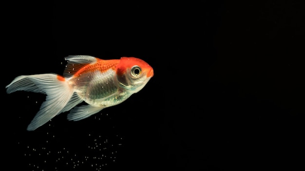 "Halbmond" betta Fischschwimmen in der Seitenansicht