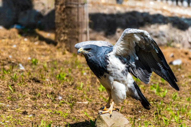 halcon blanco