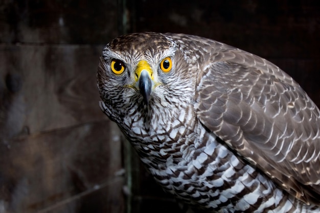 Halcón de cerca. Retrato de ave de rapiña. Animal salvaje.