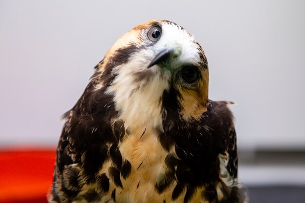 El halcón de cola blanca (Geranoaetus albicaudatus) es una gran especie de ave rapaz que se encuentra en ambientes tropicales o subtropicales en las Américas.