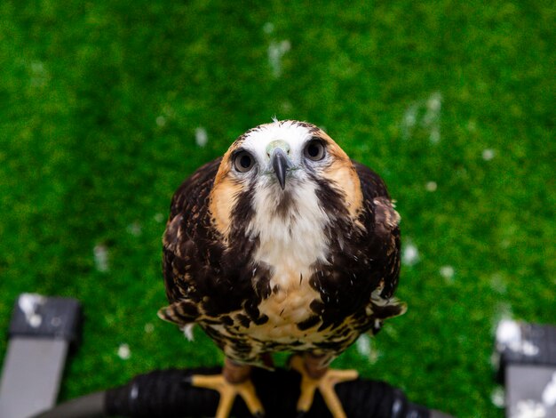 El halcón de cola blanca (Geranoaetus albicaudatus) es una gran especie de ave rapaz que se encuentra en ambientes tropicales o subtropicales en las Américas.