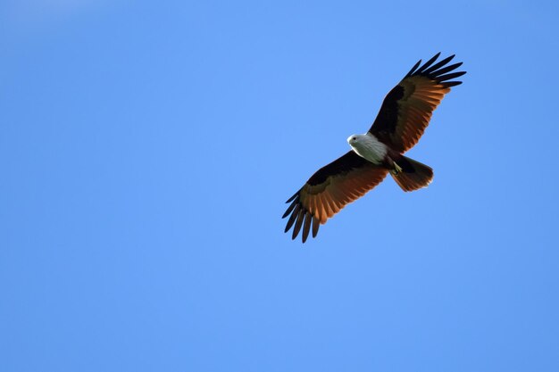 Foto halcón de cola roja volando en el cielo azul