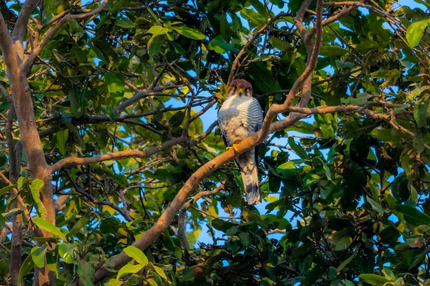 halcón de cuello rojo en el árbol