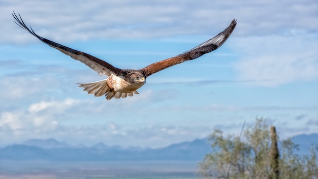 Halcón ferruginoso en vuelo con montañas y cielo