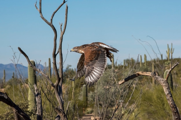 Foto halcón ferruginoso en vuelo a través del desierto del suroeste de arizona