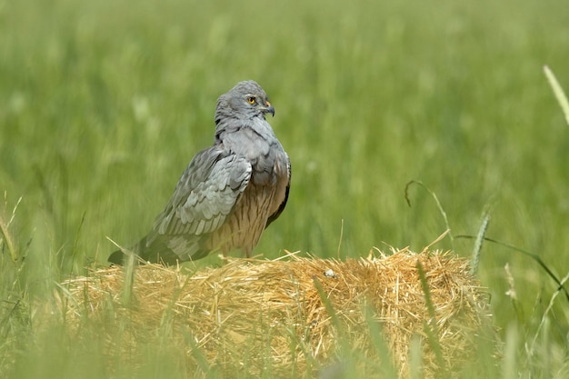 Un halcón gris se sienta en un fardo de heno en un campo.