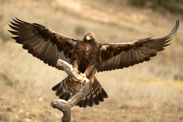 Foto un halcón con un halcón en sus alas