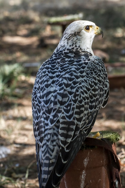 halcón, hermoso halcón blanco con plumaje negro y gris