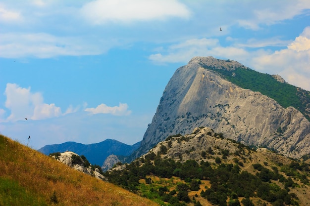 Halcón de montaña de Crimea