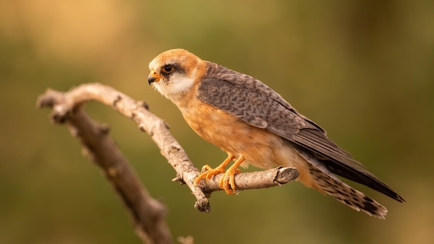 Halcón de patas rojas hembra sentada en una rama e inclinándose hacia adelante