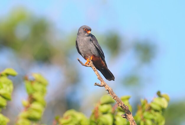 Halcón de patas rojas macho (Falco vespertinus) se sienta en una rama.