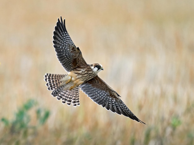 Halcón patirrojo Falco vespertinus