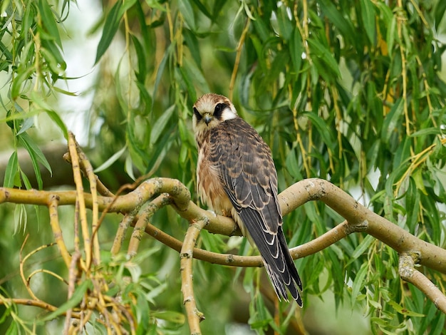 Halcón patirrojo Falco vespertinus