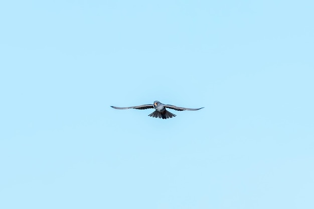 Halcón patirrojo en vuelo Falco Vespertinus