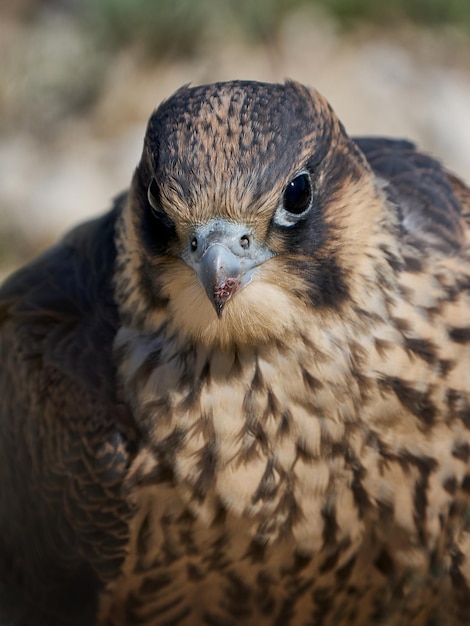 Halcón peregrino Falco peregrinus juvenil