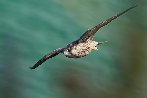 Halcón peregrino Falco peregrinus juvenil