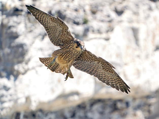 Halcón peregrino Falco peregrinus juvenil