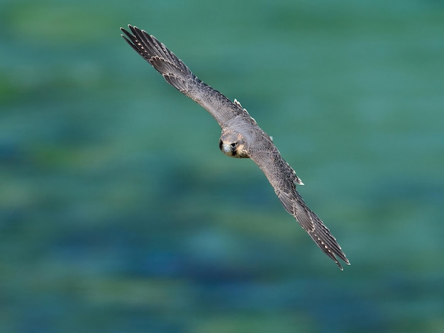 Halcón peregrino Falco peregrinus