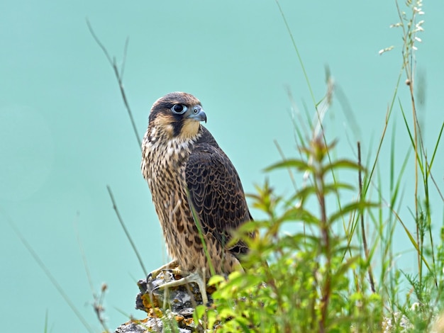 Halcón peregrino Falco peregrinus