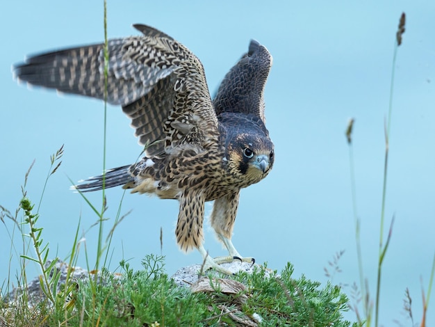 Halcón peregrino Falco peregrinus