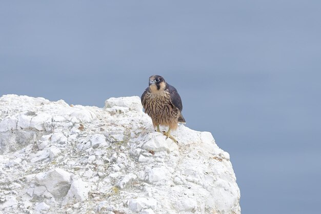 Foto un halcón peregrino juvenil en el borde de un acantilado