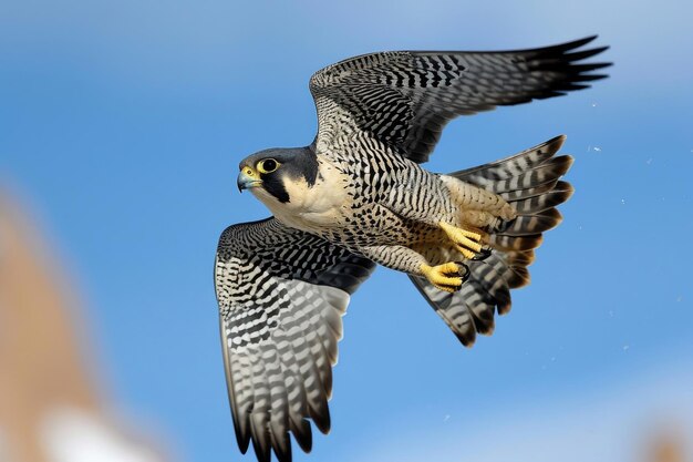 El halcón peregrino en pleno vuelo con las alas extendidas mientras corta sin esfuerzo a través del aire