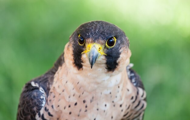 Halcón peregrino